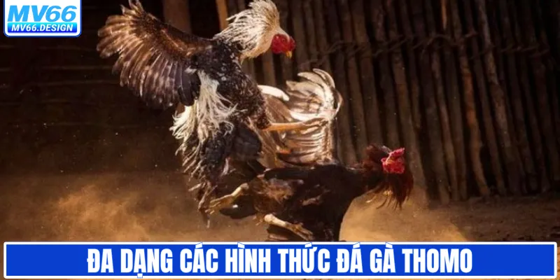 Đa dạng các hình thức đá gà Thomo