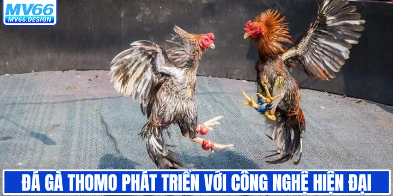 Đá gà Thomo phát triển với công nghệ hiện đại